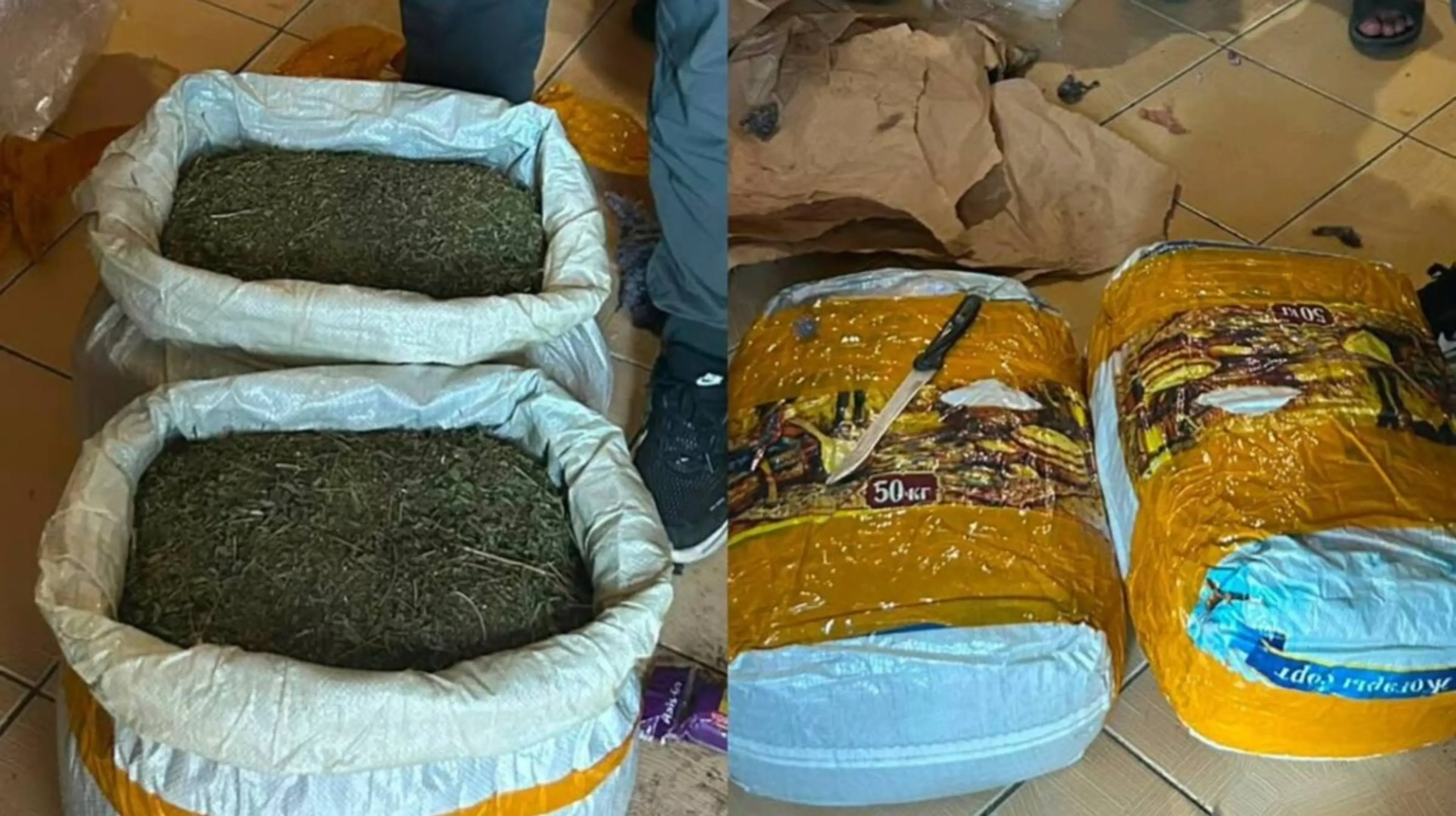 Ақтауда арнайы операция кезінде 20 кг-ға жуық марихуана тәркіленді