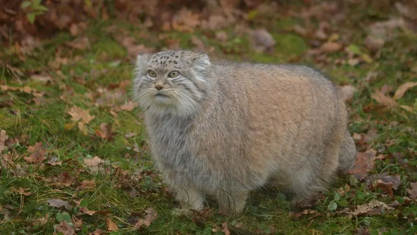 manul_3